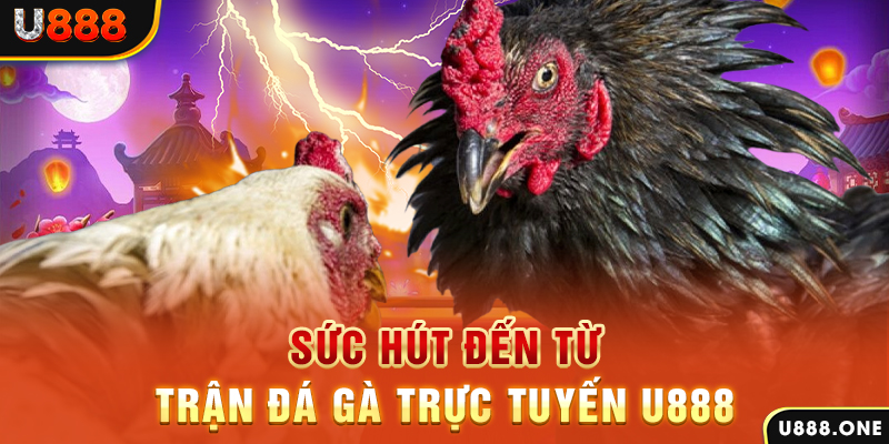 mcw 19 đá gà trực tiếp c1