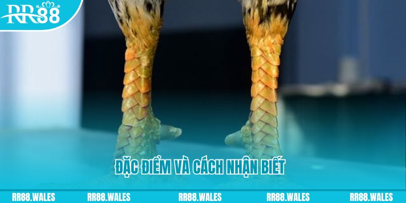 mcw 19 trực tiếp đá gà campuchia