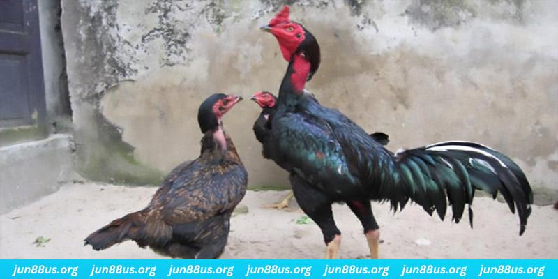 mcw 19 casino hồ tràm có cho người việt vào không