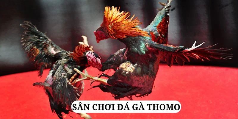 mcw 19 trực tiếp xổ số miền bắc